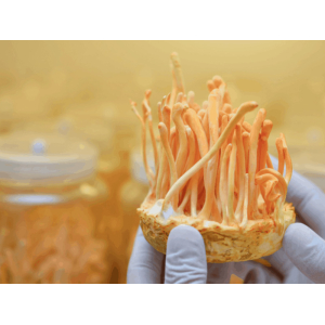 Thần Dược Của Thiên Nhiên Đông Trùng Hạ Thảo